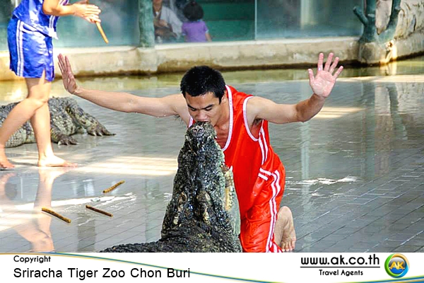 Sriracha Tiger Zoo Chon Buri09