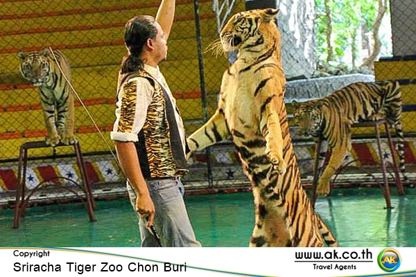 Sriracha Tiger Zoo Chon Buri10