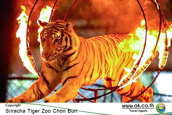 Sriracha Tiger Zoo Chon Buri11