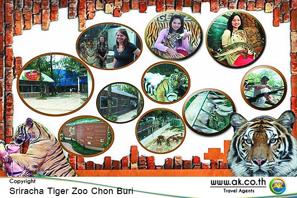 Sriracha Tiger Zoo Chon Buri14